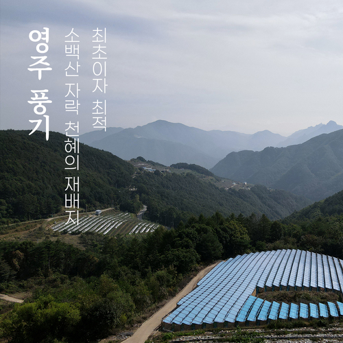 editor이미지