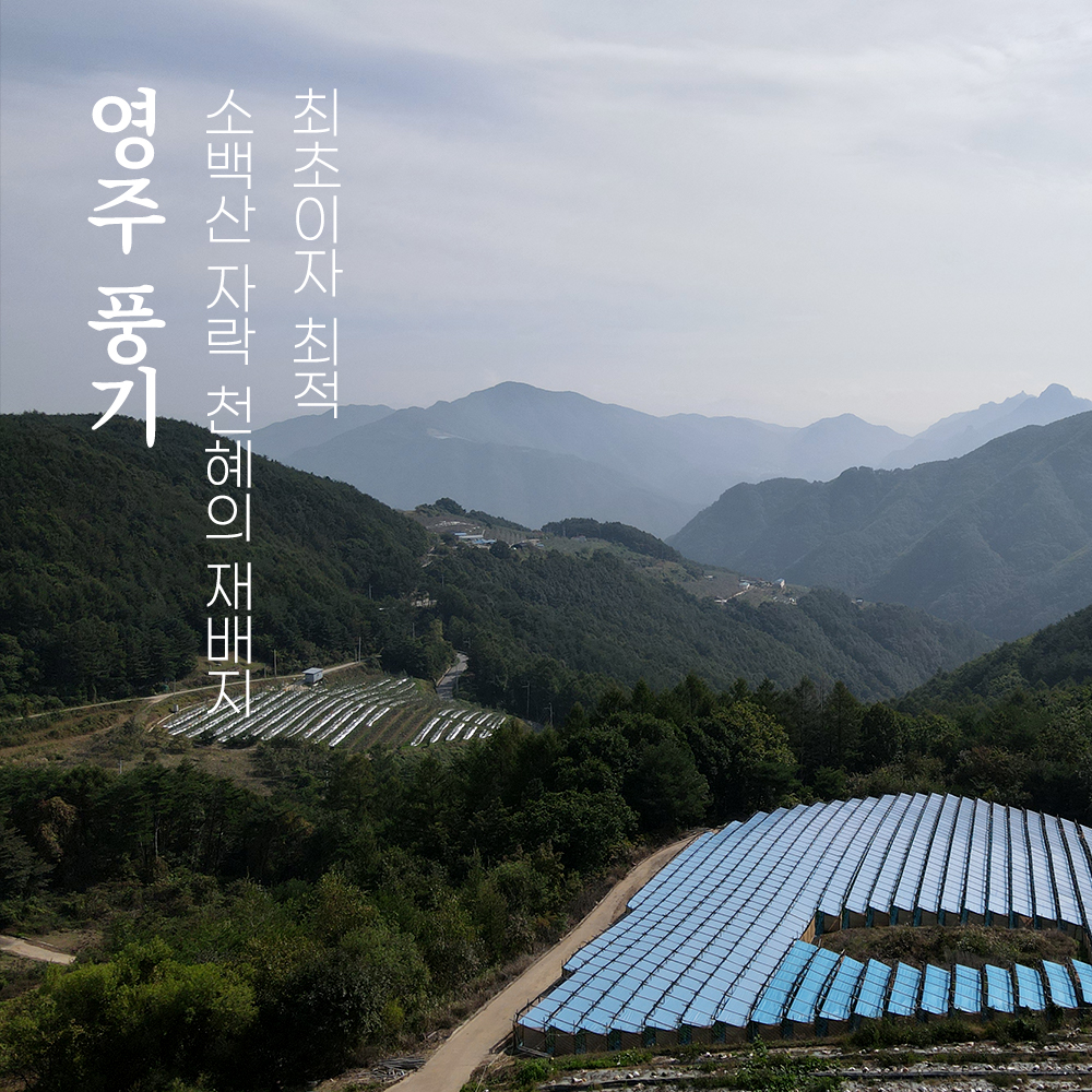editor이미지