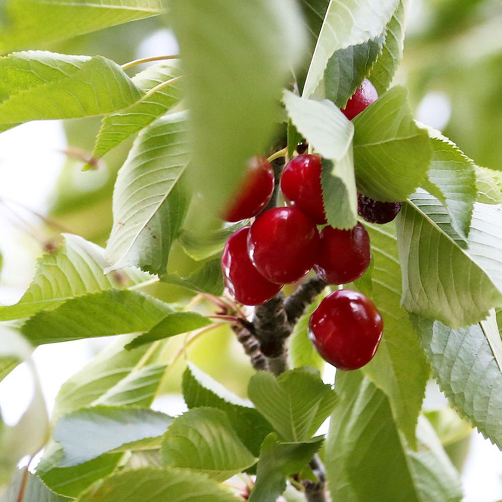 히말라야 미네랄 빙하수를 먹고 자란 건체리 25g-주식회사어스맨-차세대 판로플랫폼 스토어(STORE) 36.5