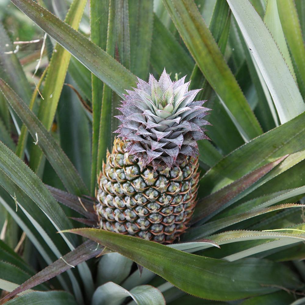 어스맨 인도양 햇살을 먹고자란 건파인애플 60g