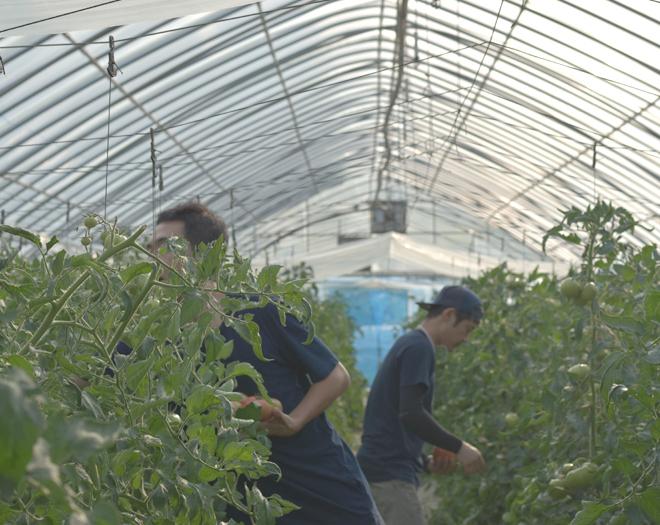 수제잼 토마토잼 270g 팜메이드-팜아트홀릭 주식회사-차세대 판로플랫폼 스토어(STORE) 36.5