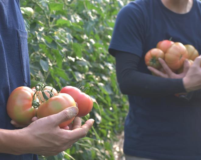 수제잼 토마토잼 270g 팜메이드-팜아트홀릭 주식회사-차세대 판로플랫폼 스토어(STORE) 36.5