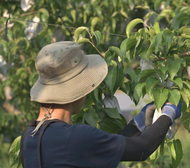 수제청 먹골배청 270g 팜메이드-팜아트홀릭 주식회사-차세대 판로플랫폼 스토어(STORE) 36.5