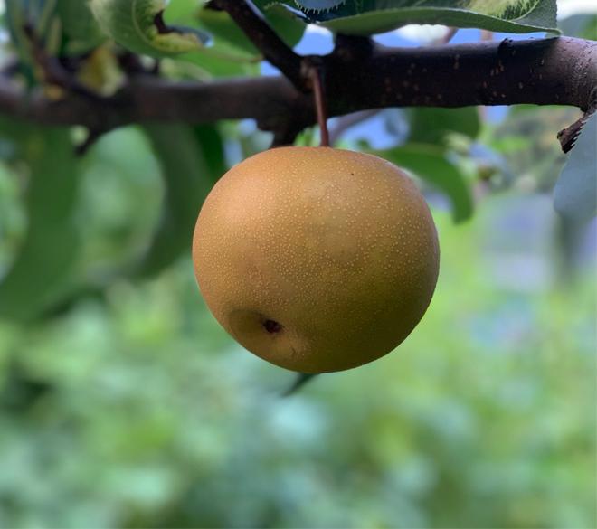 아기 배즙 팜메이드 먹골배 100% 착즙-팜아트홀릭 주식회사-차세대 판로플랫폼 스토어(STORE) 36.5