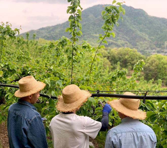 아기 배즙 팜메이드 먹골배 100% 착즙-팜아트홀릭 주식회사-차세대 판로플랫폼 스토어(STORE) 36.5