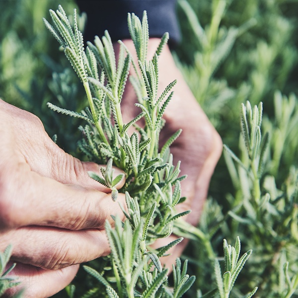수제 허브차 잎차 원물 카모마일 로즈마리 25g 병타입 병차 택1