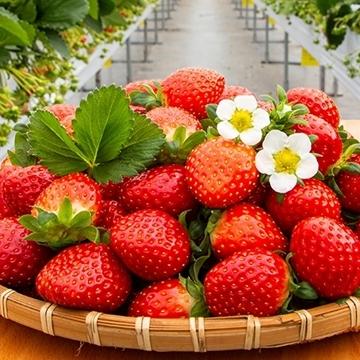 이장님냉동딸기3kg(1kgX3봉)-농업회사법인주식회사이장님닷컴-차세대 판로플랫폼 스토어(STORE) 36.5