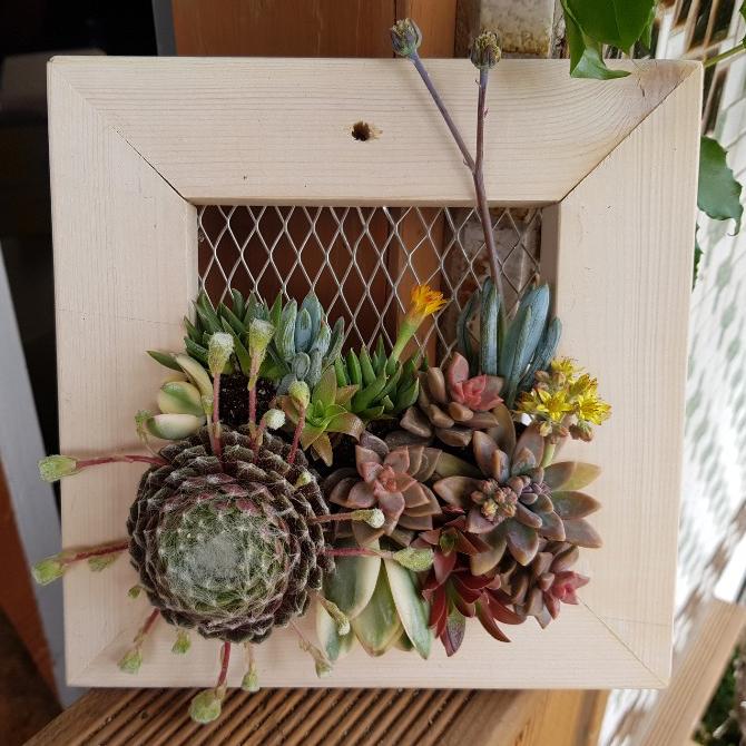 [MD추천] 다육이 나무액자(화분) DIY키트