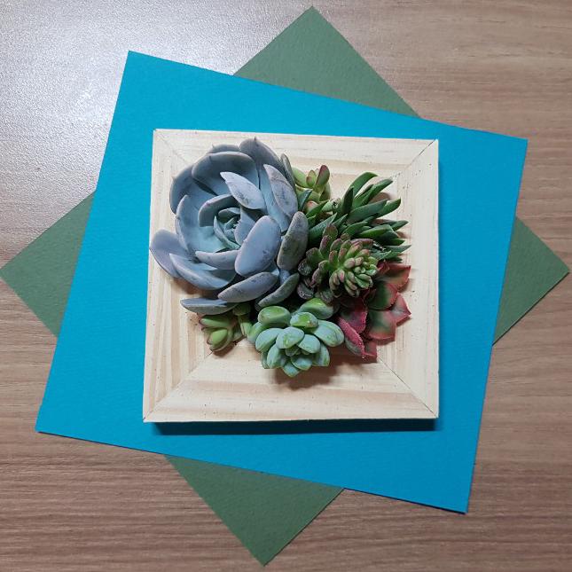 [MD추천] 다육이 나무액자(화분) DIY키트