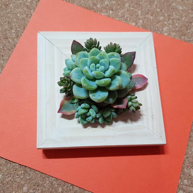 [MD추천] 다육이 나무액자(화분) DIY키트