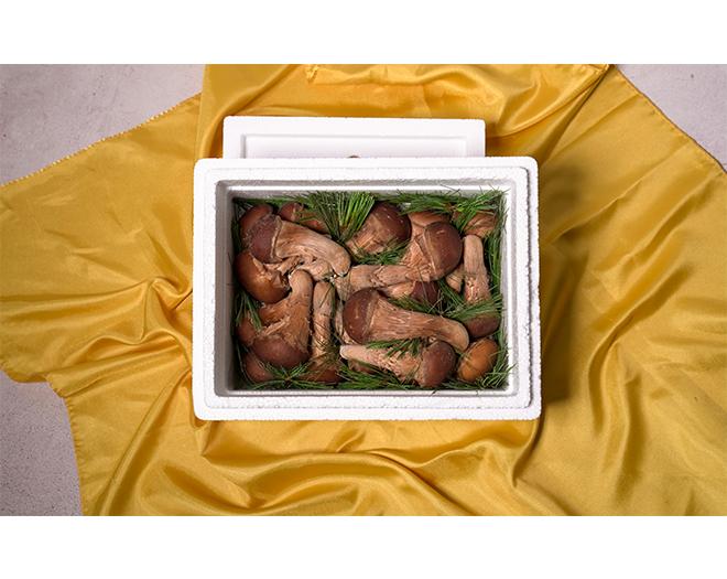 더자농 청도 참송이버섯 500g 무농약 친환경 지역우수특산물