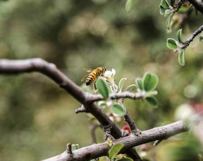 보나 야생화 허니스틱 30개입