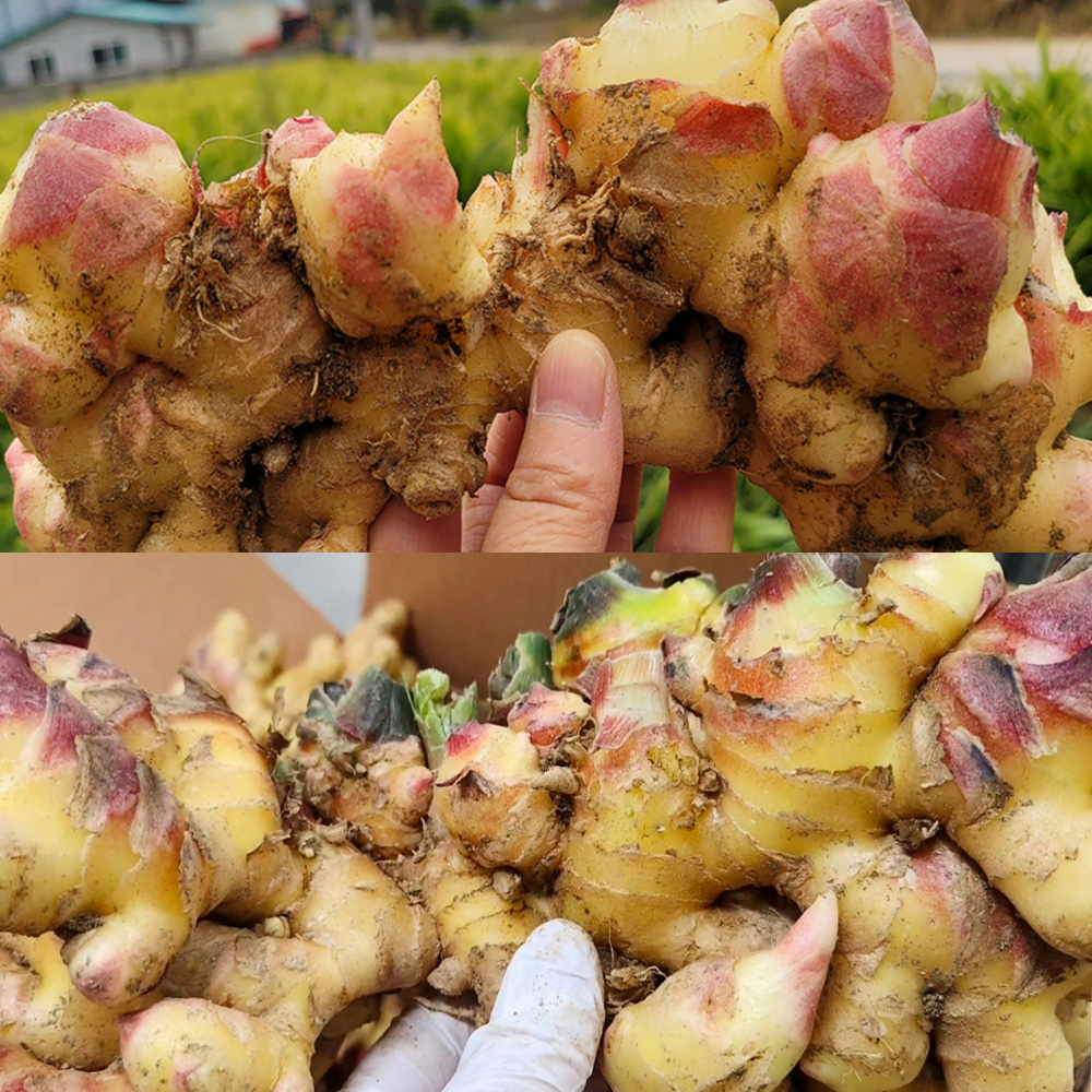 진저올 미니멀 안동생강진액 150g-농업회사법인안동반가주식회사-차세대 판로플랫폼 스토어(STORE) 36.5