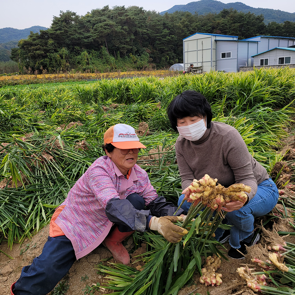 진저올 미니멀 안동생강진액 150g-농업회사법인안동반가주식회사-차세대 판로플랫폼 스토어(STORE) 36.5