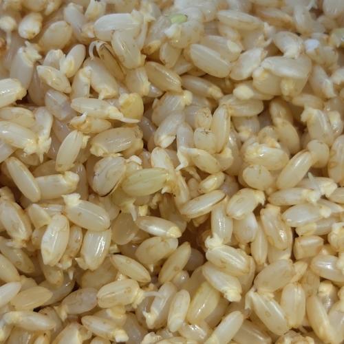 유기농[황치골발아현미조청 세트]500g 2병-지리산황치마을 영농조합법인-차세대 판로플랫폼 스토어(STORE) 36.5