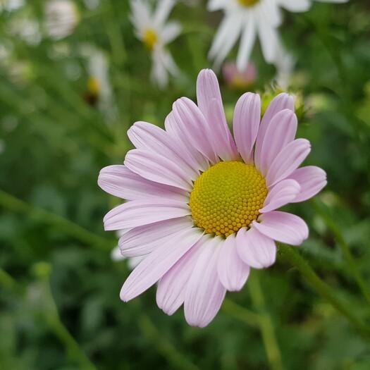 구절초맘 구절초꽃차티백세트-농업회사법인(주)백민구절초연구소-차세대 판로플랫폼 스토어(STORE) 36.5