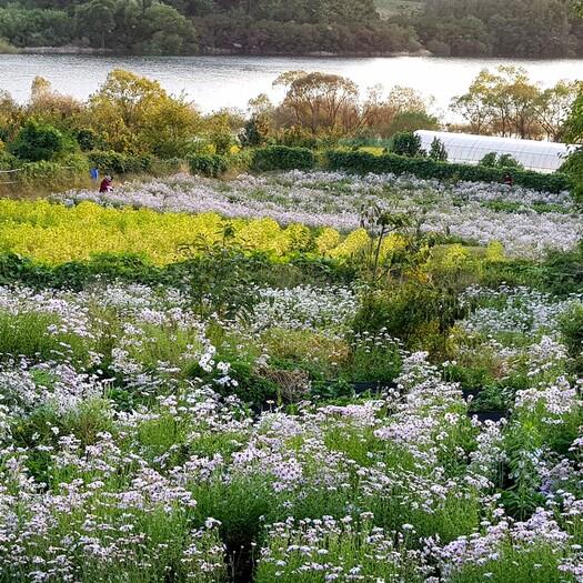 구절초맘 구절초꽃차티백세트-농업회사법인(주)백민구절초연구소-차세대 판로플랫폼 스토어(STORE) 36.5
