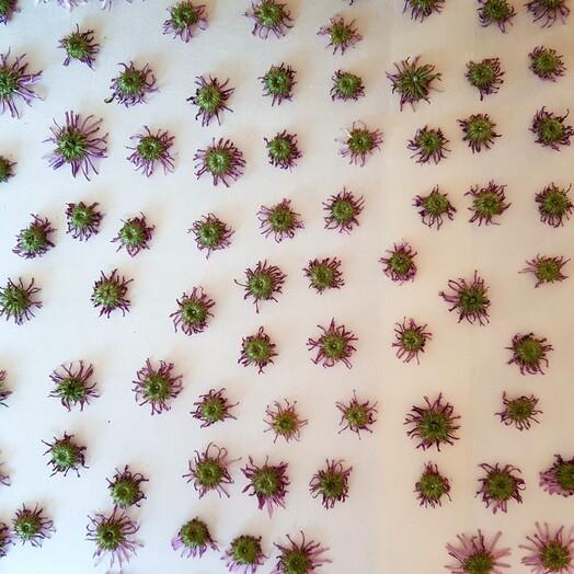 구절초맘 구절초꽃차티백세트-농업회사법인(주)백민구절초연구소-차세대 판로플랫폼 스토어(STORE) 36.5