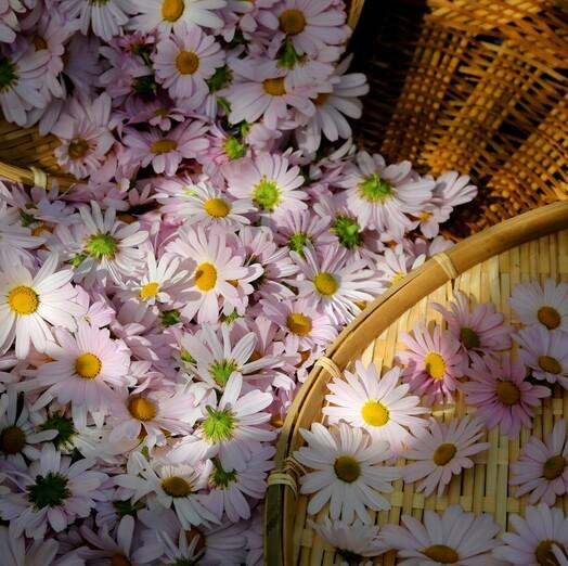 구절초맘 구절초꽃차티백세트-농업회사법인(주)백민구절초연구소-차세대 판로플랫폼 스토어(STORE) 36.5