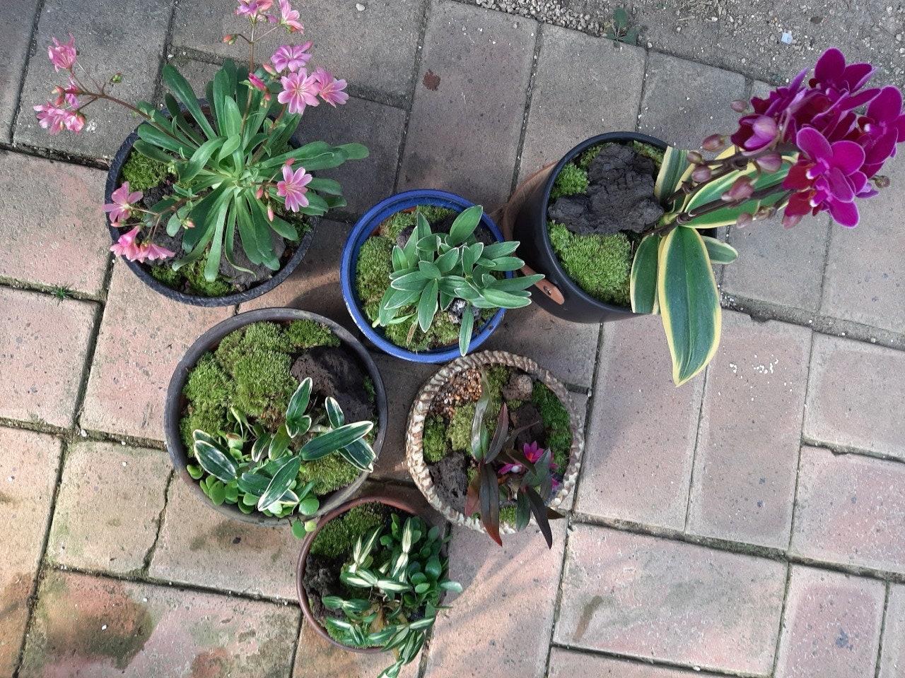 찾아가는 힐링숲원예