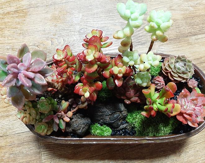 찾아가는 힐링숲원예 -계수나무(주)-차세대 판로플랫폼 스토어(STORE) 36.5