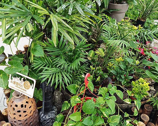 화분관리 출장서비스-계수나무(주)-차세대 판로플랫폼 스토어(STORE) 36.5