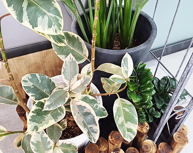 화분관리 출장서비스-계수나무(주)-차세대 판로플랫폼 스토어(STORE) 36.5