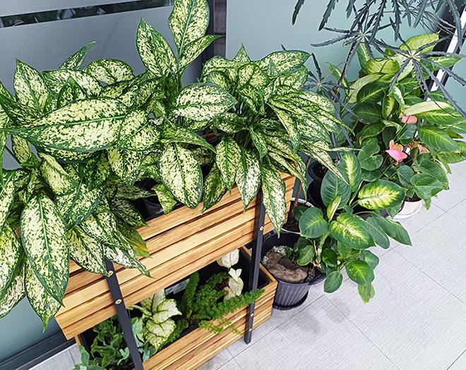 화분관리 출장서비스-계수나무(주)-차세대 판로플랫폼 스토어(STORE) 36.5