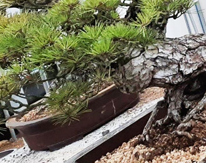 분재 분갈이 서비스-계수나무(주)-차세대 판로플랫폼 스토어(STORE) 36.5