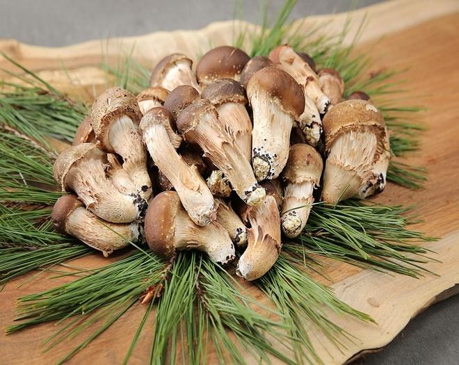 무농약 참송이버섯 500g (250g x2박스)