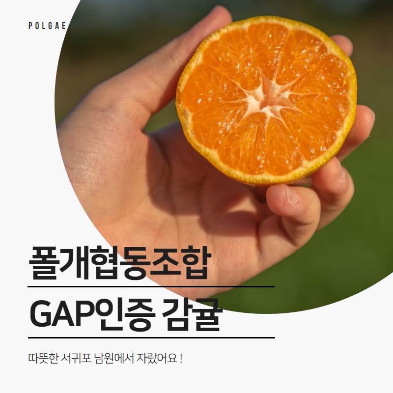 폴개네GAP인증 감귤 10kg