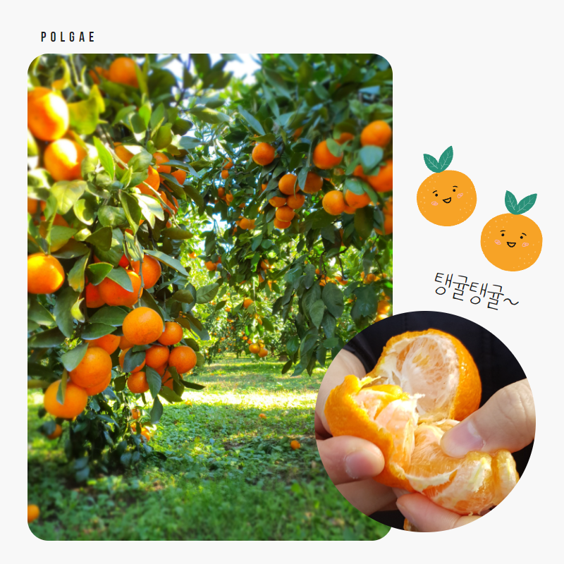 폴개네GAP인증 감귤 10kg