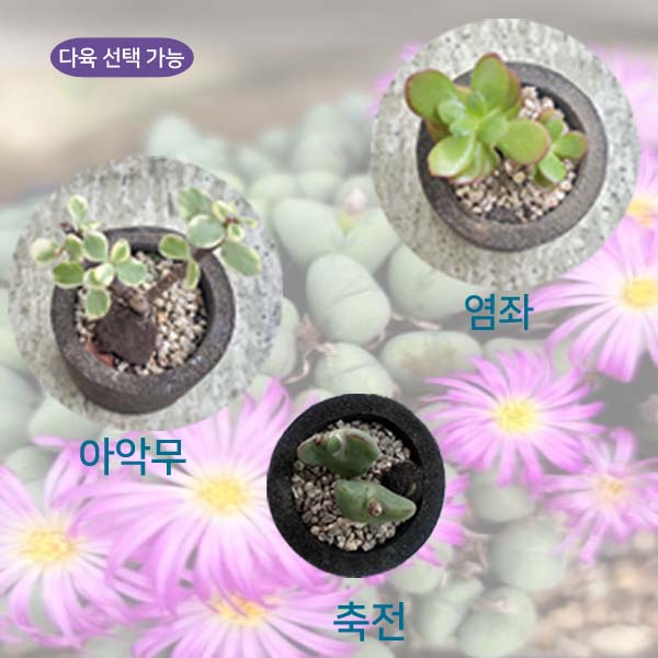 커피박 화분 다육화초심기 diy 키트-(주)애플하우스-차세대 판로플랫폼 스토어(STORE) 36.5