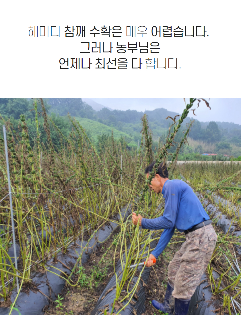 editor이미지