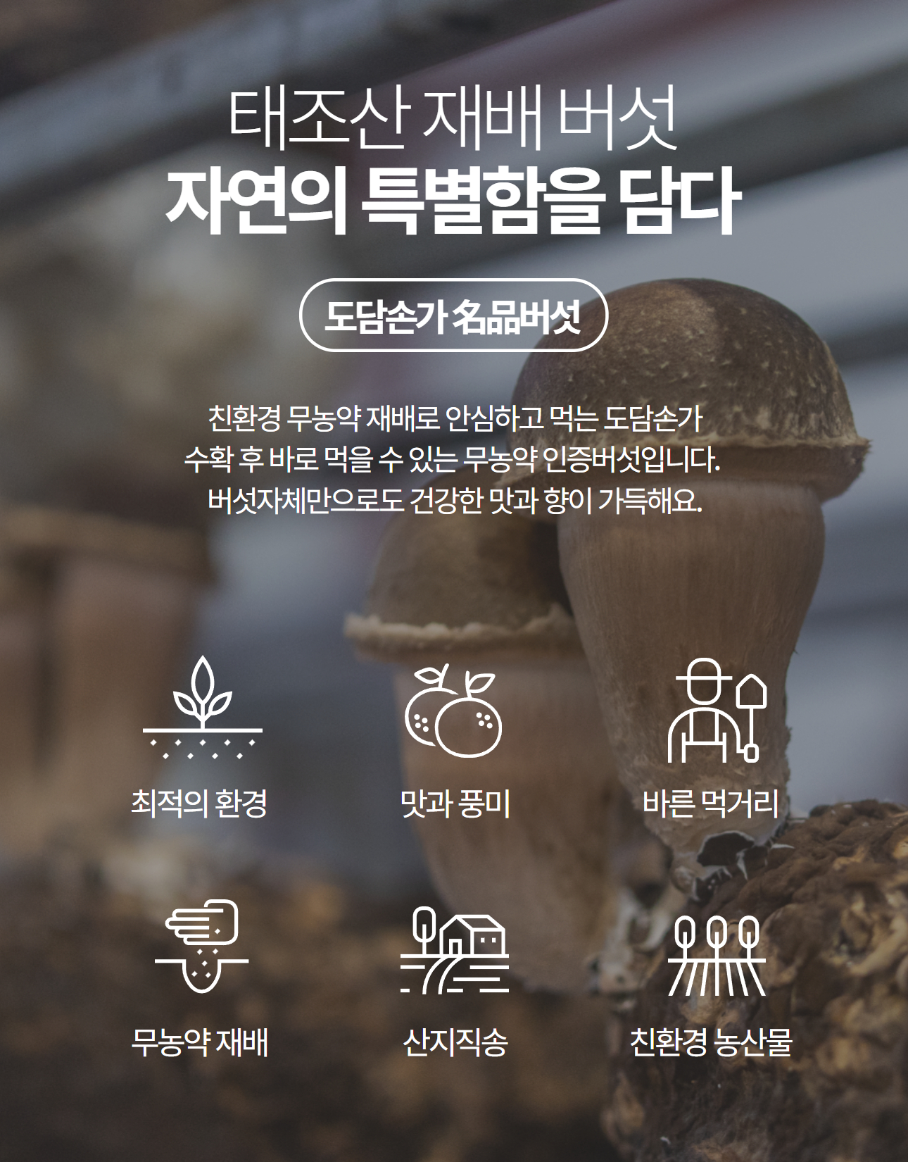 editor이미지